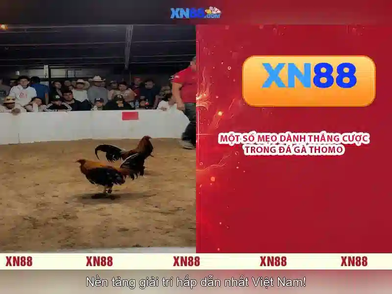 💎nha cai thabet💎 💎nha cai thabet💎